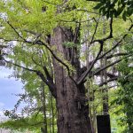 oji-jinja le ginkgo biloba