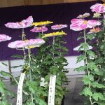 yushima tenmanguchrysanthèmes