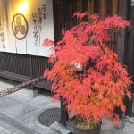 érable d'automne