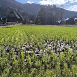 shirakawa-go