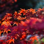shinjukugyoen