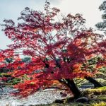 shinjukugyoen