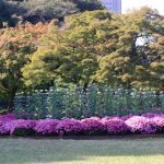 shinjukugyoenchrysantèmes