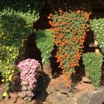 shinjukugyoenchrysantèmes